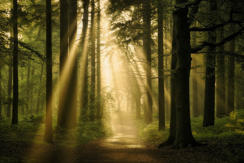 non-urban scene, fog, dark, path, tranquility, tranquil scene, 720P, brown, painting, trees, beauty in nature, black, plant, no people, nature, forest