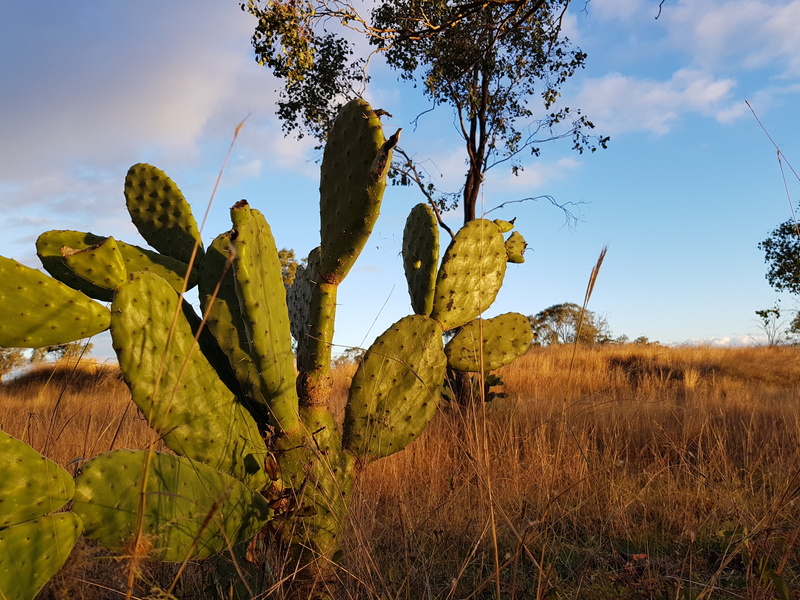 tree, non-urban scene, landscape, succulent plant, cloud - sky, australia, spirituality, tranquility, field, practice, plant, environment, sky, nature