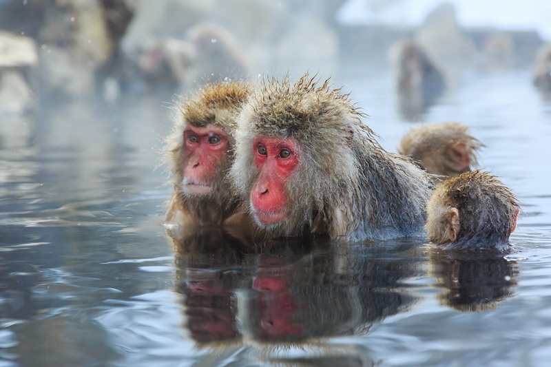 Japanese Macaque, 1080P, Monkeys