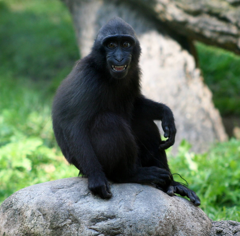 focus on foreground, rock, vertebrate, looking away, one animal, 1080P, mammal, smile, day, looking, animal themes, portrait, solid, macaca nigra, macaca