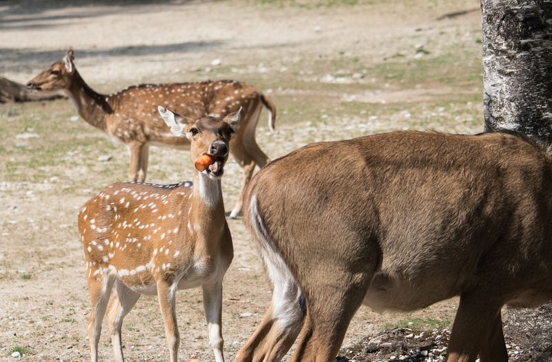 focus on foreground, mammal, day, animal world, animals in the wild, 4K, zoo, domestic animals, herbivorous, group of animals, nature, animal, bukhara deer