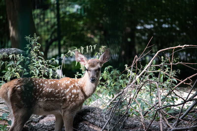 fawn, young animal, domestic animals, vertebrate, outdoors, one animal, bukhara deer, plant, zoo, animal themes, bambi, day, focus on foreground, no people