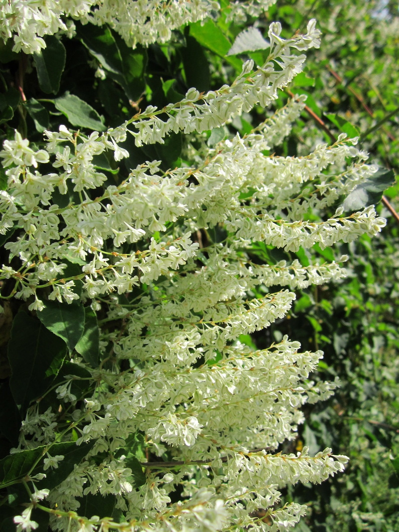 botany, bukhara fleeceflower, baldschuanica, plant, fallopia, species, beauty in nature, no people, vulnerability, green color, tranquility, flower, nature