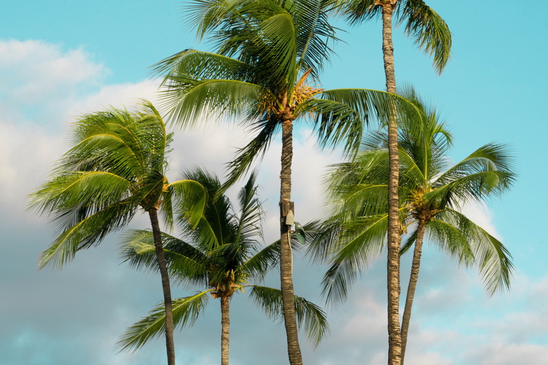 mauna kea beach drive, tree trunk, tree, united states, growth, day, low angle view, plant, palm leaf, tropical tree, trunk, sky, palm tree, 5K, no people
