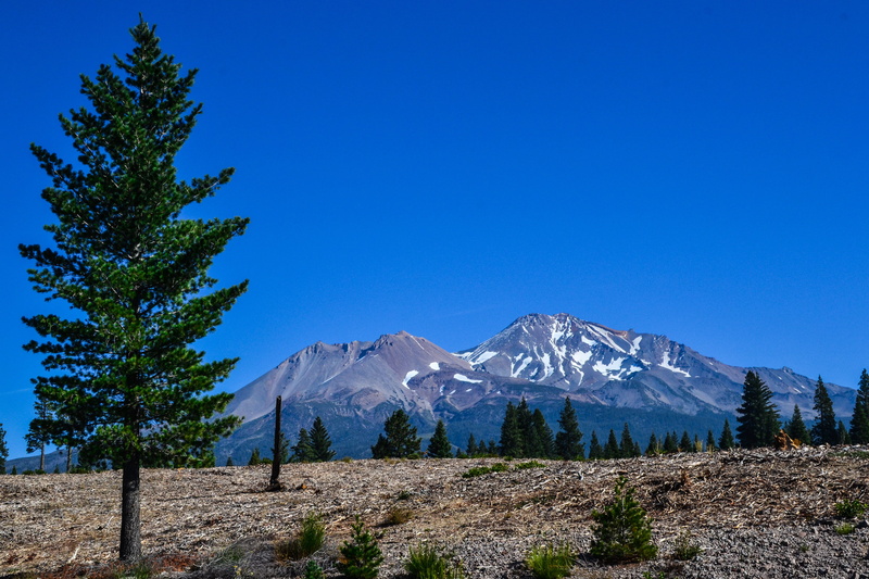 landscape, scenics - nature, snow, clear sky, california, mountain peak, mount shasta, blue sky, mountain range, pine tree, tree, environment, cold temperature