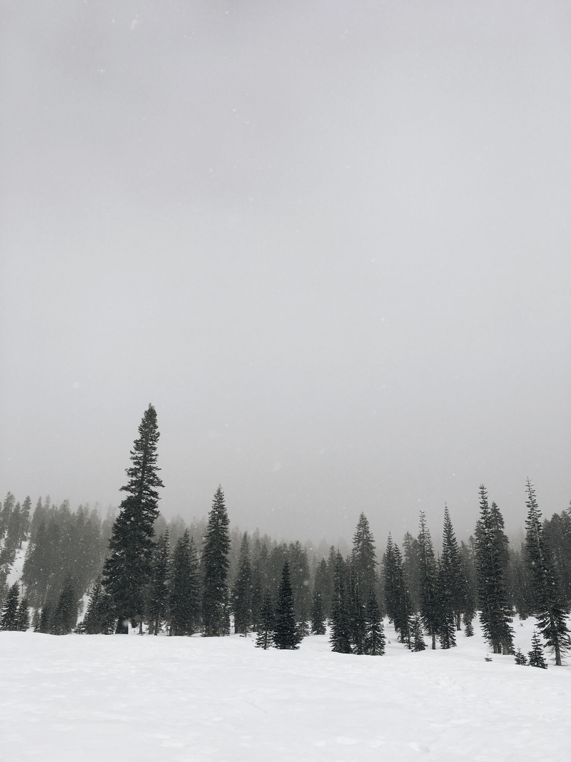 norcal, united states, tranquility, tranquil scene, tree, mount shasta, beauty in nature, forest, frozen, environment, nature, 4K, non-urban scene, pine tree