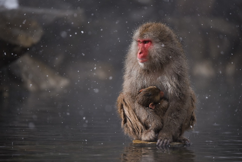 japanese macaque, vertebrate, 1080P, hot spring, mammal, animal wildlife, animal themes, cold temperature, no people, group of animals, nature, animal family