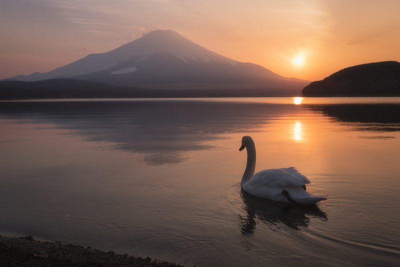 tranquility, animal wildlife, reflection, Mount Fuji, floating on water, lake, swimming, sky, mountain, animal themes, nature, 1080P, sunset, landscape