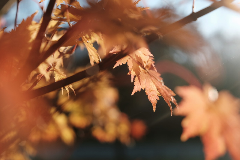 japan maple, outdoors, tree, yamanakako, dry, autumn collection, filter, day, natural condition, plant part, brown, light, background,