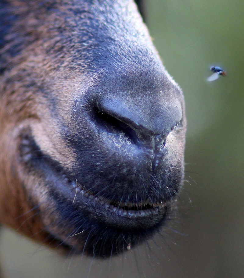 snout, 1080P, no people, animal body part, focus on foreground, one animal, nose, vertebrate, outdoors, animal nose, pets, animal, day, animal mouth, alpina