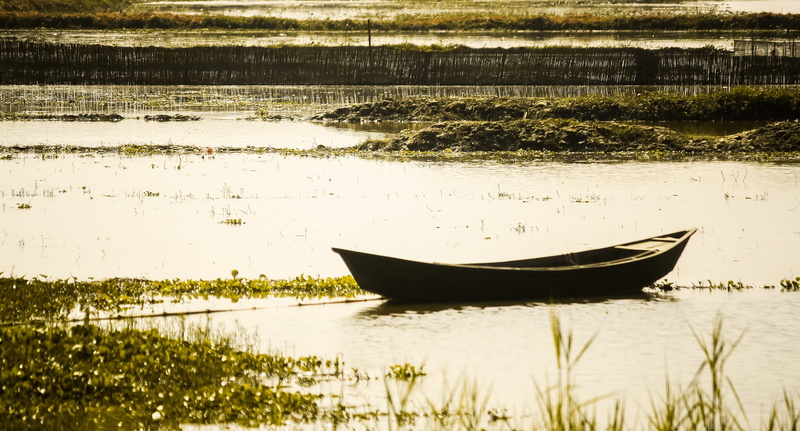 tranquility, 2K, rain, rainy, weather, pond, beauty in nature, season, lily, outdoors, plant, lake, reflection, water, bot, life, waterfront, white, transportation