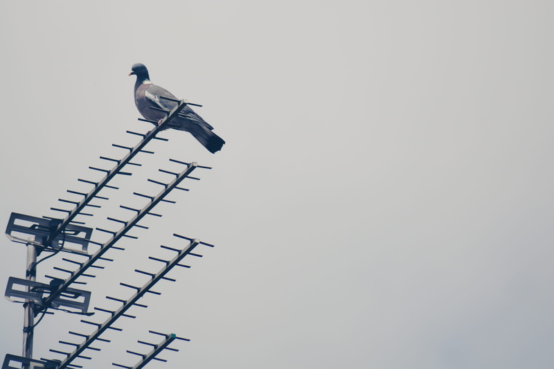 antenna - aerial, copy space, aerial, bird, television aerial, animal, sky, perching, technology, one animal, day, animal wildlife, animals in the wild