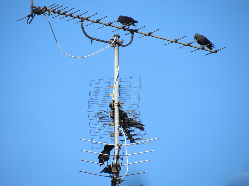 connection, power supply, antenna - aerial, no people, cable, television aerial, black, tv antenna, blue, fuel and power generation, bird, corvidae, architecture