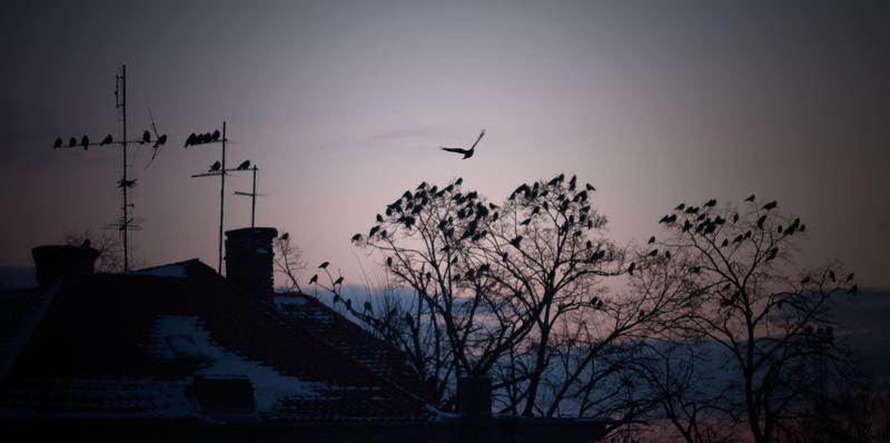 roof, outdoors, dark, house, flock of birds, flying, television, telecommunications, aerial, signal, animal wildlife, satellite, receiver, nature, 4K