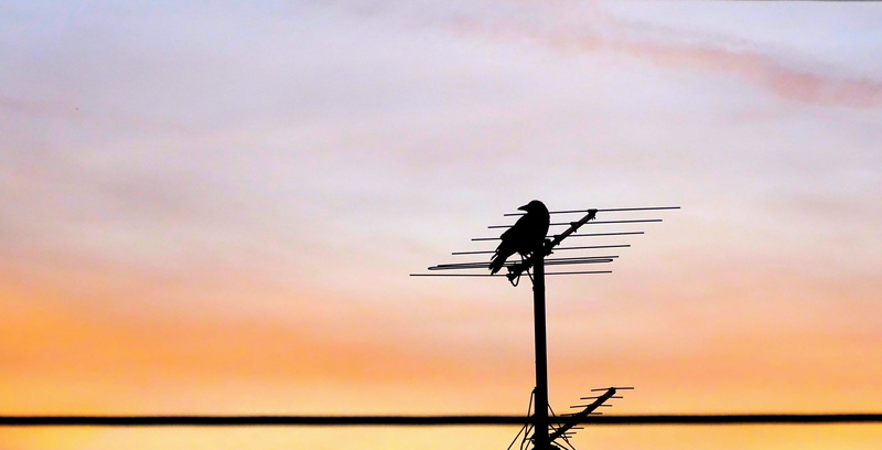 antenna - aerial, vertebrate, dawn, nature, water, sunset, wings, connection, no people, crow, silhouette, scenics - nature, cloud - sky, technology, communication