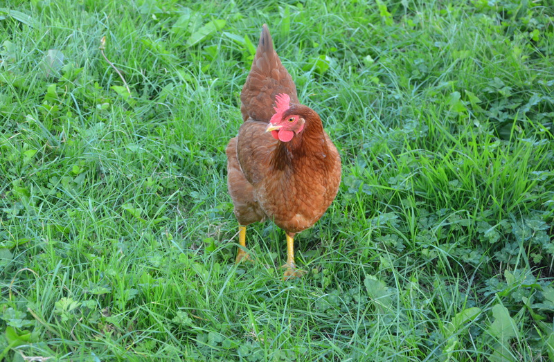 vertebrate, land, domestic animal, nature, plant, outdoors, animal themes, mammal, animal, 5K, no people, chicken, grass, bird, domestic, laying hens