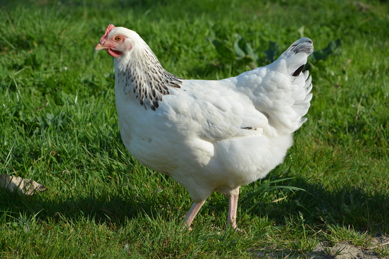 photo, day, nature, domestic, white color, plant, white, grass, bird, livestock, animal themes, outdoors, chicken - bird, green, animal, no people, 5K