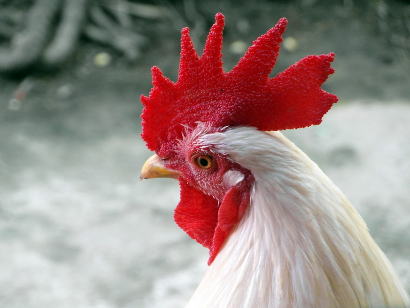 one, photography, crest, domestic animals, no people, shallow, animal, mammal, chicken - bird, vertebrate, 1080P, pets, focus on foreground, white, cockerel