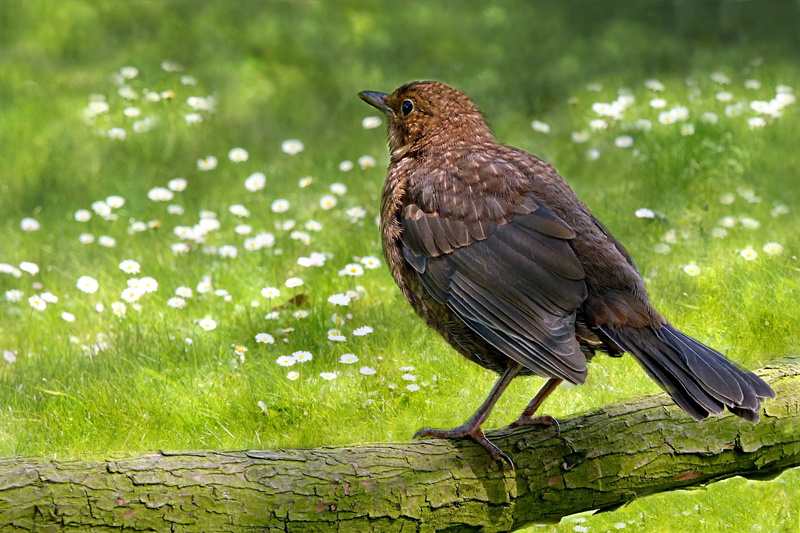 branch, animal themes, nature, vertebrate, throttle, grass, turdus philomelos, animal wildlife, tree branch, focus on foreground, bird, plant, full length