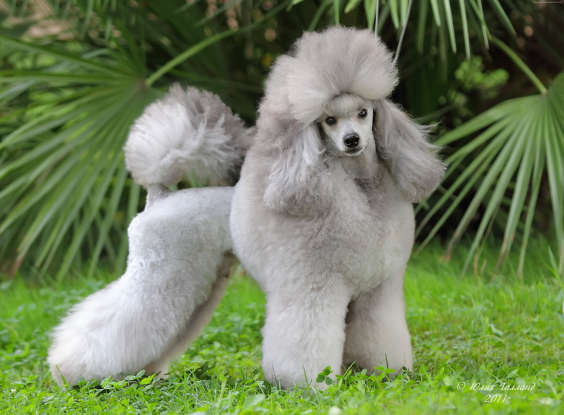 grass, grey, cute animals, 4K, Poodle