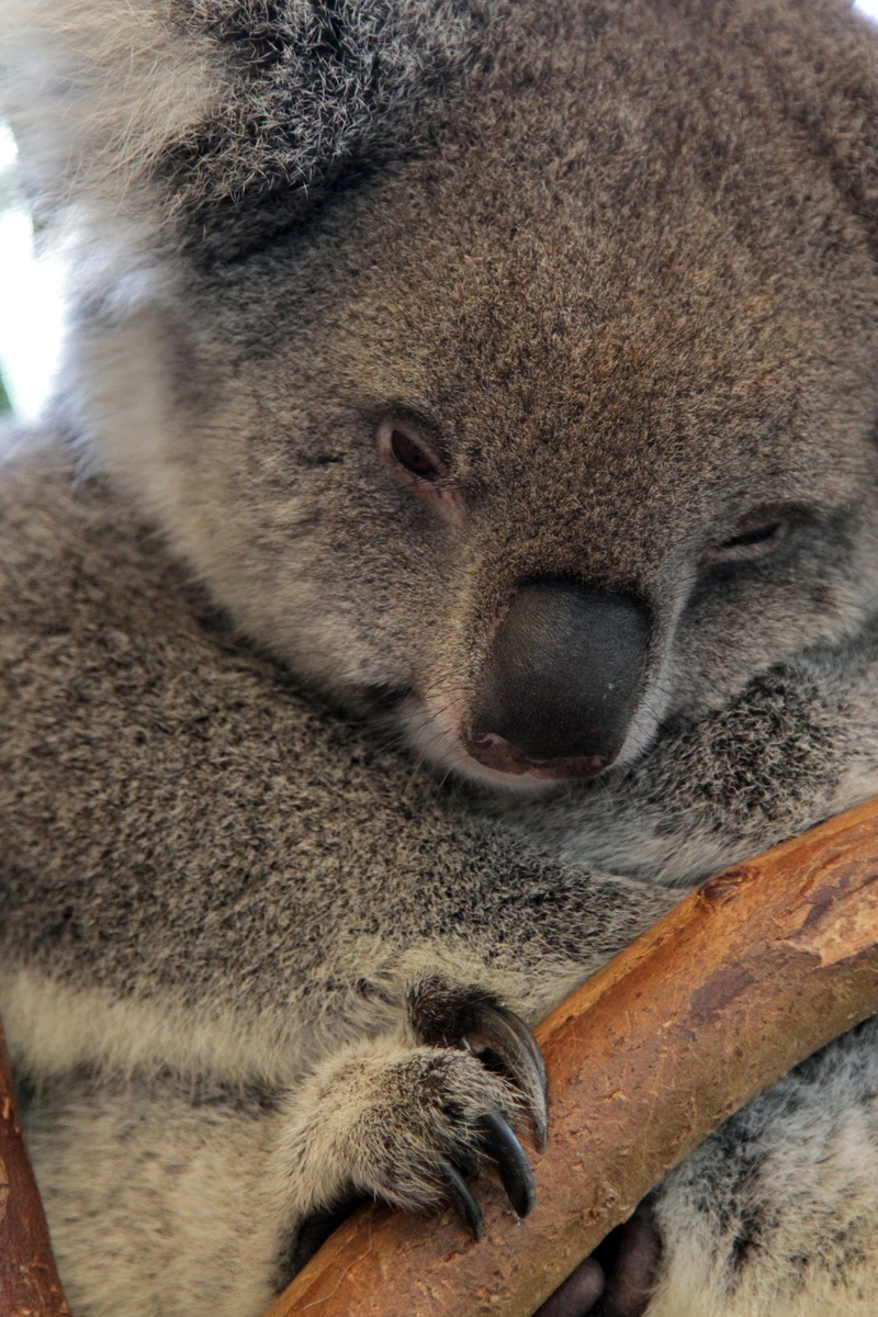 animals in the wild, vertebrate, koala, eyes closed, wild, day, aussie, bear, sleeping, animal, eucalyptus, 5K, australia, endangered, animal wildlife