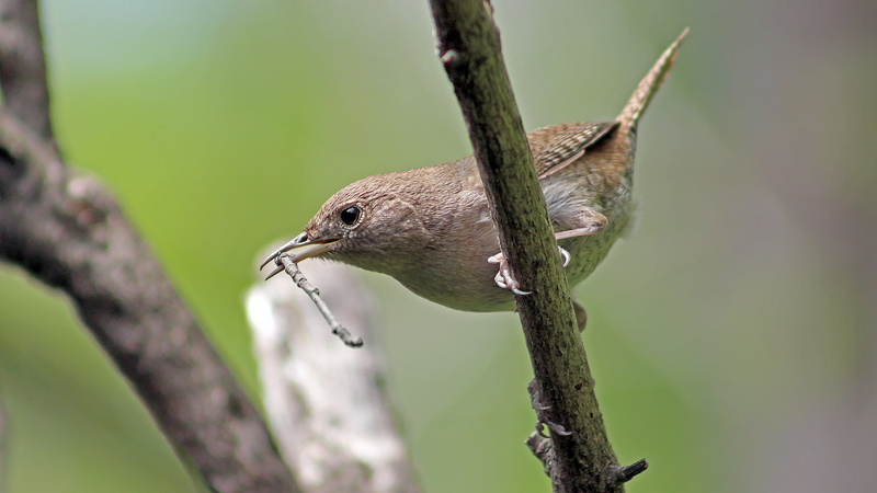 wren building, house wren, animals In The Wild, outdoors, close-up, nature, bird Watching, brown, bird, branch, nest, brown bird, building, 1080P, wren