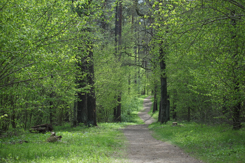 tree, green forest, 5K, forest landscape, outdoors, beauty in nature, journey, forest, spring forest, land, growth, plant, living nature, day, trees, landscape