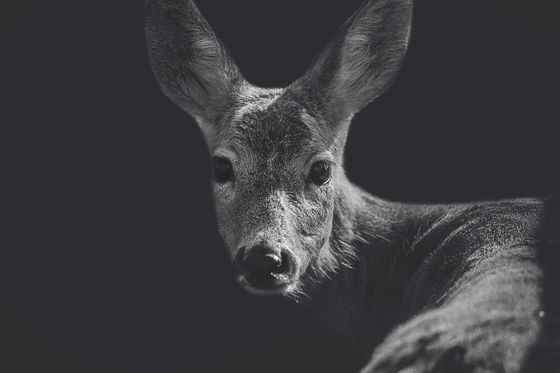 deer, animals, 1080P, monochrome, closeup