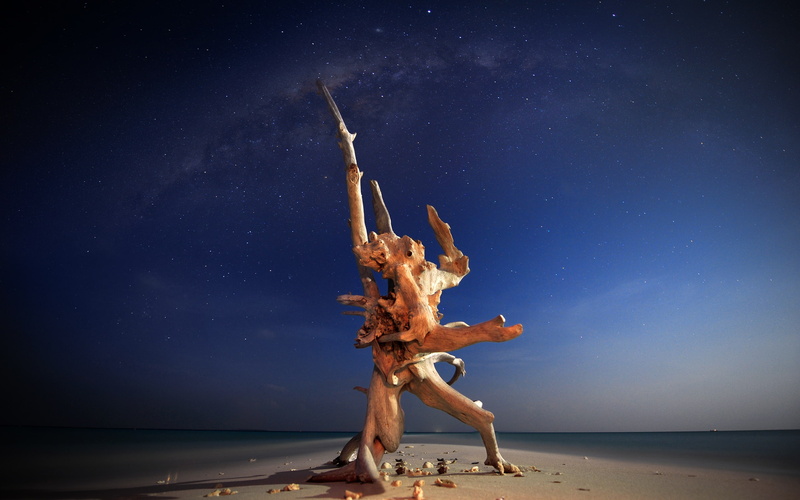 sky, 2K, nikond700, night, wood, nikon, longexposure, photography, blue, beach, nikonaf‑snikkor14‑24mmf/2.8ged, brown, driftwood, creature