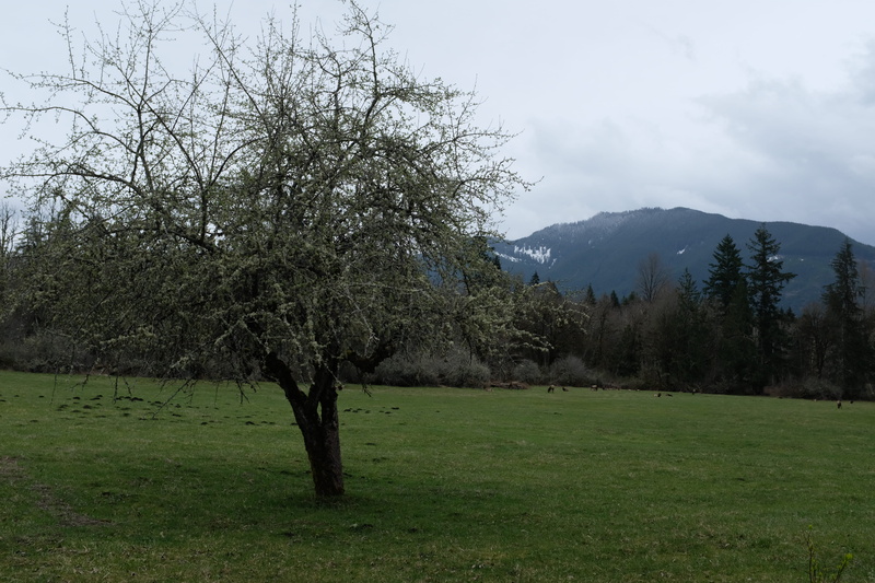 landscape, tree trunk, tree, abies, westwind woods, us, tranquility, ashford, park, bowman’s west wind woods, no people, non-urban scene, mountain, fir