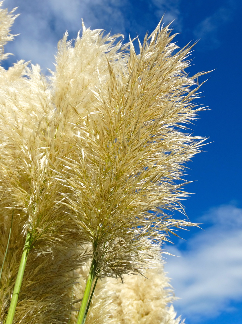 cereal plant, outdoors, crop, low angle view, blue, nature, timothy grass, sky, growth, stalk, day, airy, 5K, beauty in nature, close-up, agriculture
