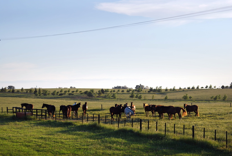 vertebrate, no people, pampa, nature, horses, herbivorous, grass, 4K, herd, livestock, environment, pets, sky, horse farm, plant, brazil, land, animal