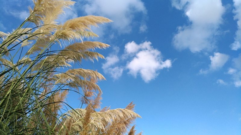 palm leaf, palm tree, 2K, leaf, land, low angle view, autumn, pampas grass, plant, blue, outdoors, landscape, day, nature, tree, tropical climate, beauty in nature