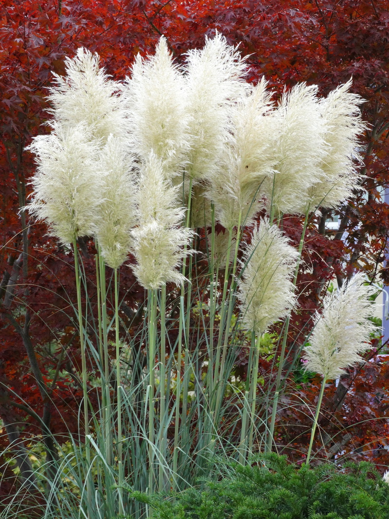 flower head, red, plant, day, freshness, white color, airy, pampas grass, flower, tranquility, fluffy, grass, fragility, flowering plant, vulnerability
