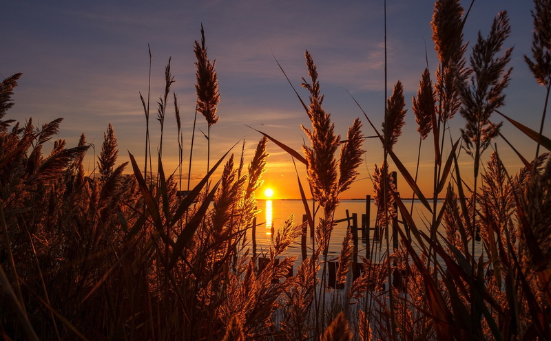 1080P, Pampas Grass, Sun, Earth, Sky, Plant, Nature, Sunrise, Horizon