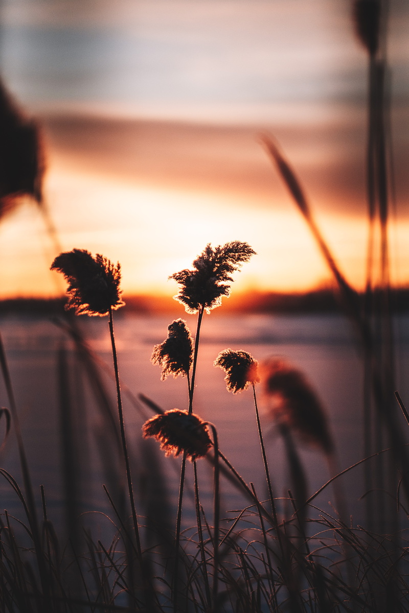 growth, silhouette, sunset, sunrise, water, focus on foreground, photo, near, freshness, plant stem, outdoors, sky, plant, front, vulnerability, tranquility
