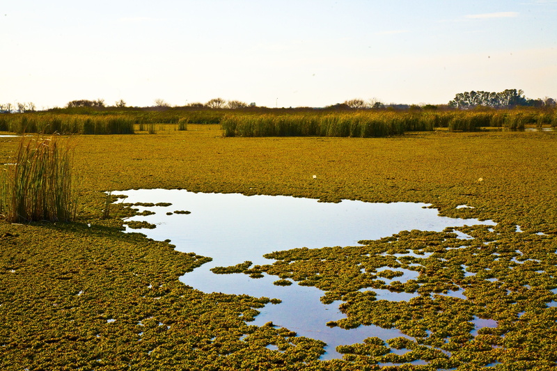 outdoors, tranquil scene, reflection, Pampa, green, Park, tree, park, tranquility, lake, plant, swamp, sky, marsh, grass, Green, nature, Ranches, beauty in nature