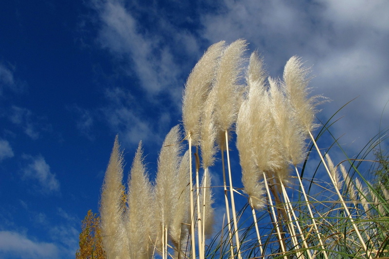 1080P, Earth, Pampas Grass, Nature, Cortaderia Selloana, Grass