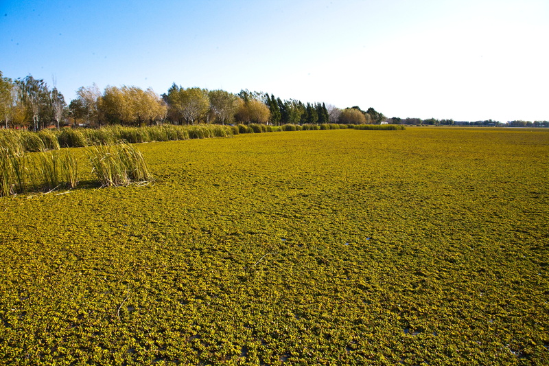 plantation, field, scenics - nature, nature, sky, ranches, environment, land, tranquility, argentina, outdoors, growth, 4K, plant, clear sky, tree, tranquil scene