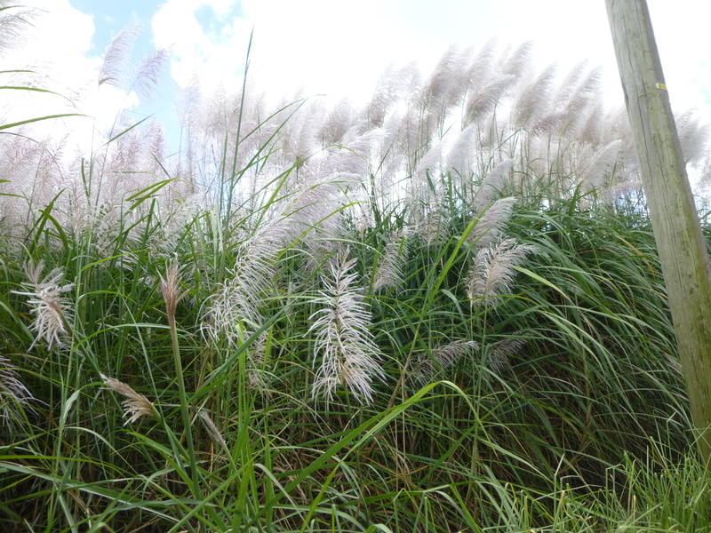 day, beauty in nature, land, green color, pampas grass, forest, scenics - nature, stalk, season, close-up, tranquility, outdoors, environment, grass, rural scene