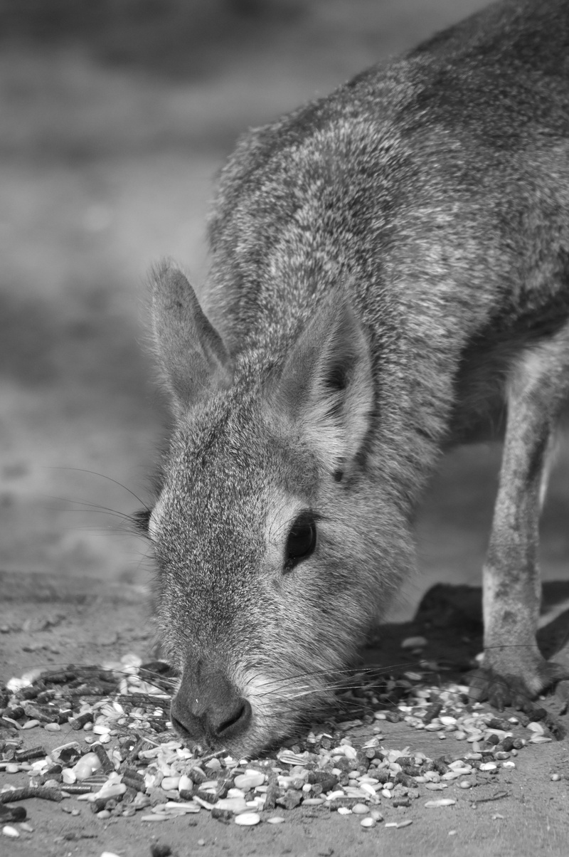 field, one animal, nature, animals in the wild, animal head, animal wildlife, 4K, looking, focus on foreground, pig, patagonian hare, land, mara, animal
