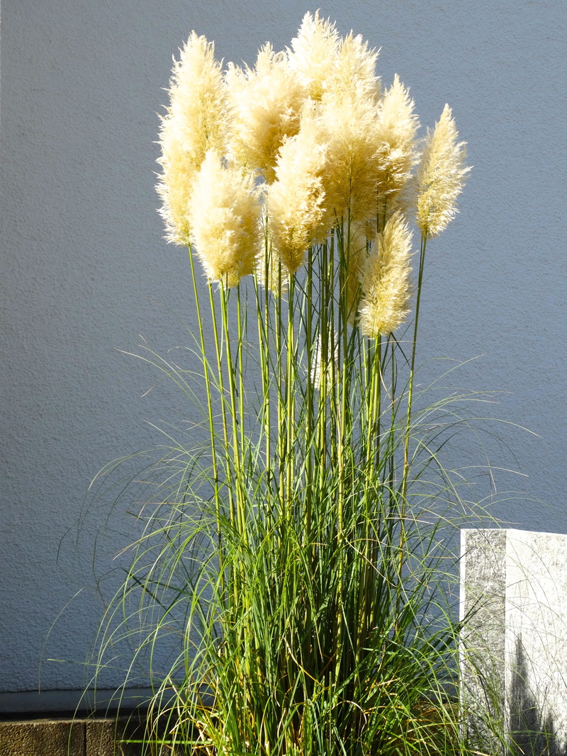 Fluffy, flower, water, outdoors, day, Pampas Grass, vulnerability, no people, grass, flowering plant, flower head, tranquility, nature, Airy, yellow, beauty in nature