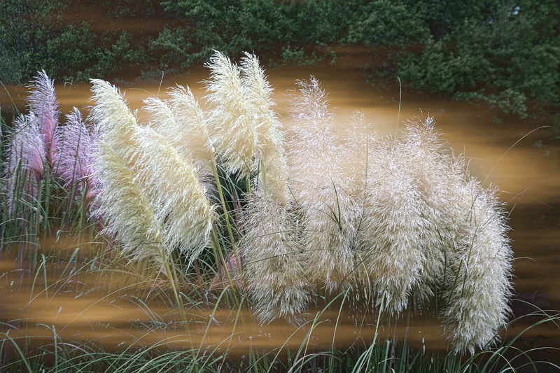 heirloom, beauty in nature, tree, Blooms, fragility, Grass, Ornamental, pampas, green color, close-up, no people, featherly, stalk, water, plant, white color