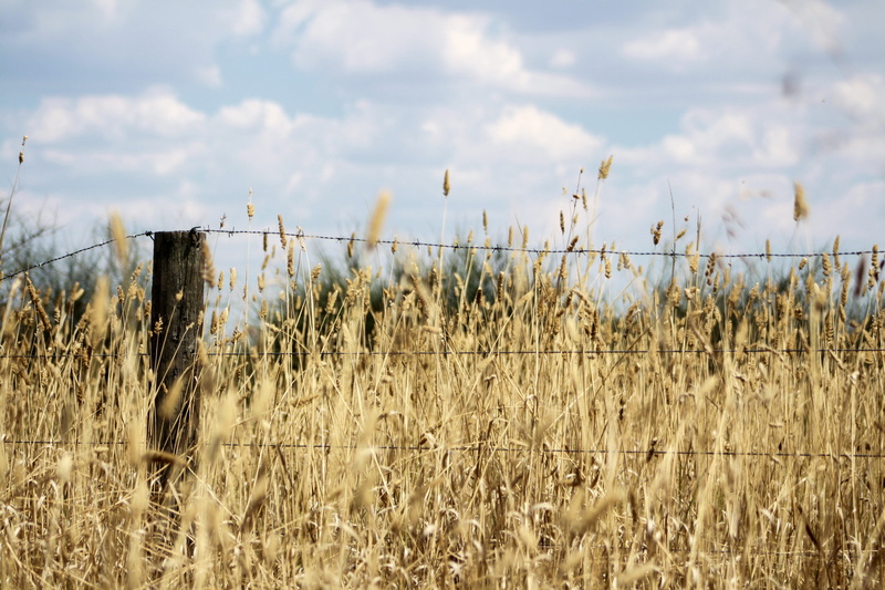 land, tranquil scene, marram grass, environment, cloud - sky, growth, grass, field, australia, 4K, hay, no people, beauty in nature, day, non-urban scene
