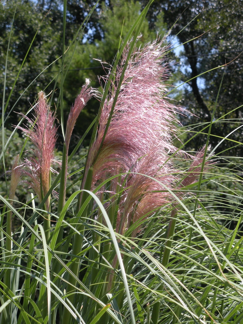 day, botanical, Pampas Grass, vegetation, land, botany, purple, organic, Landscape, freshness, nature, stem, natural, focus on foreground, environment