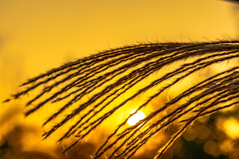 gold, springtime, plant, nature, sad, pampas grass, thatched, barley, yellow, sunlight, no people, sunset, saturated color, outdoors, wheat, beauty in nature