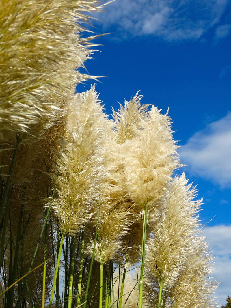 5K, growth, fluffy, pampas grass, beauty in nature, focus on foreground, green color, flower, day, outdoors, blue, plant, close-up, freshness, sky, cloud - sky