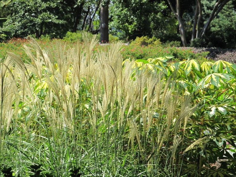 land, outdoor, day, sunlight, plant, no people, grass, botanical, tall, growth, beauty in nature, 2K, scenics - nature, tranquility, nature, green color
