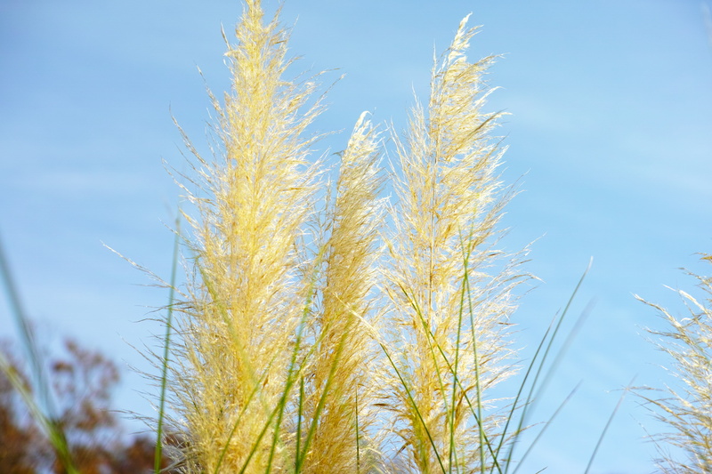 golden, growth, 4K, nature, yellow, beauty in nature, low angle view, land, tranquility, cloud - sky, plant, close-up, pampas grass, blue, japanese silver grass