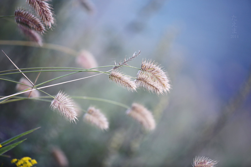 brown, Baikal, selective, flora, nature, pampas, photography, summer, plant, 1080P, close-up, outdoors